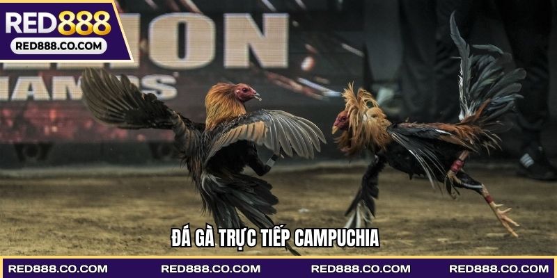 Đá gà trực tiếp Campuchia