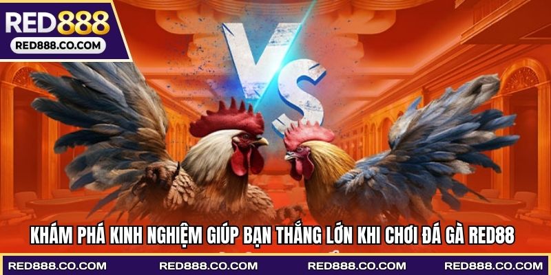 Khám phá kinh nghiệm giúp bạn thắng lớn khi chơi đá gà RED88