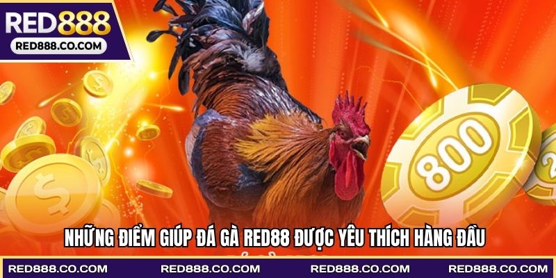 Những điểm giúp đá gà RED88 được yêu thích hàng đầu