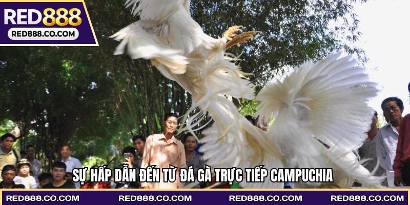 Sự hấp dẫn đến từ Đá gà trực tiếp Campuchia