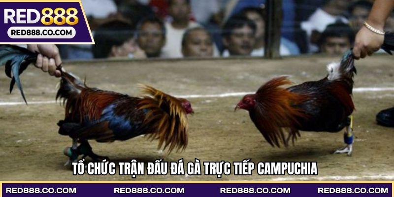 Tổ chức trận đấu Đá gà trực tiếp Campuchia