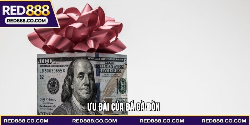 Ưu đãi của Đá gà đòn