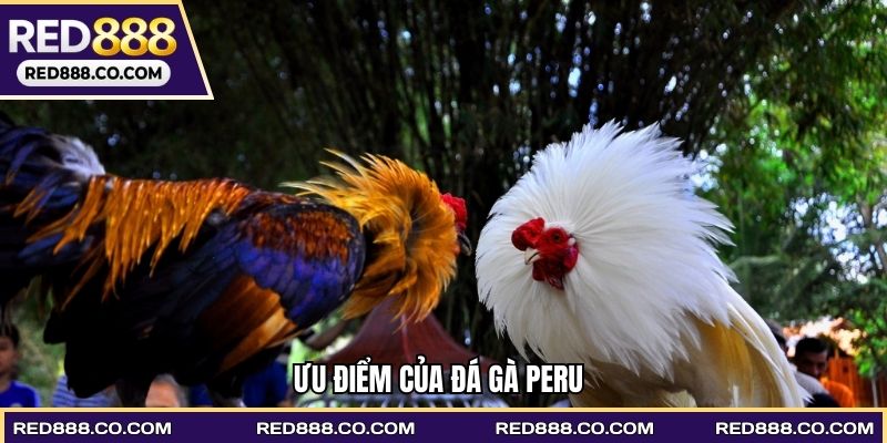 Ưu điểm của Đá gà Peru