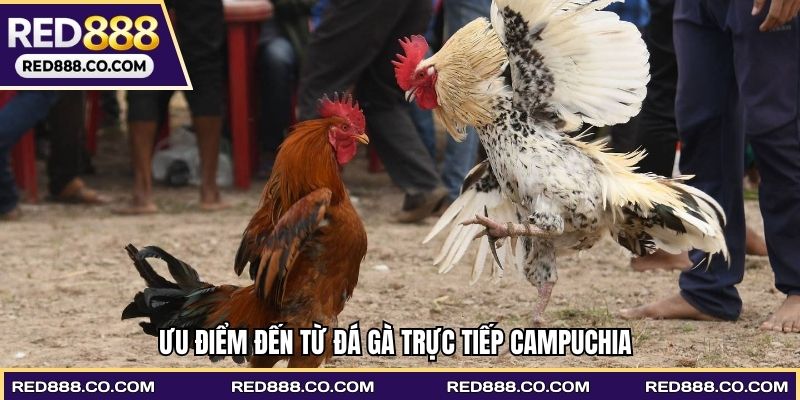 Ưu điểm đến từ Đá gà trực tiếp Campuchia
